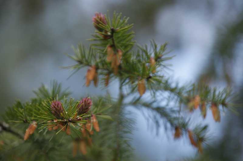 Douglas Fir Vancouver Island Tree Stories